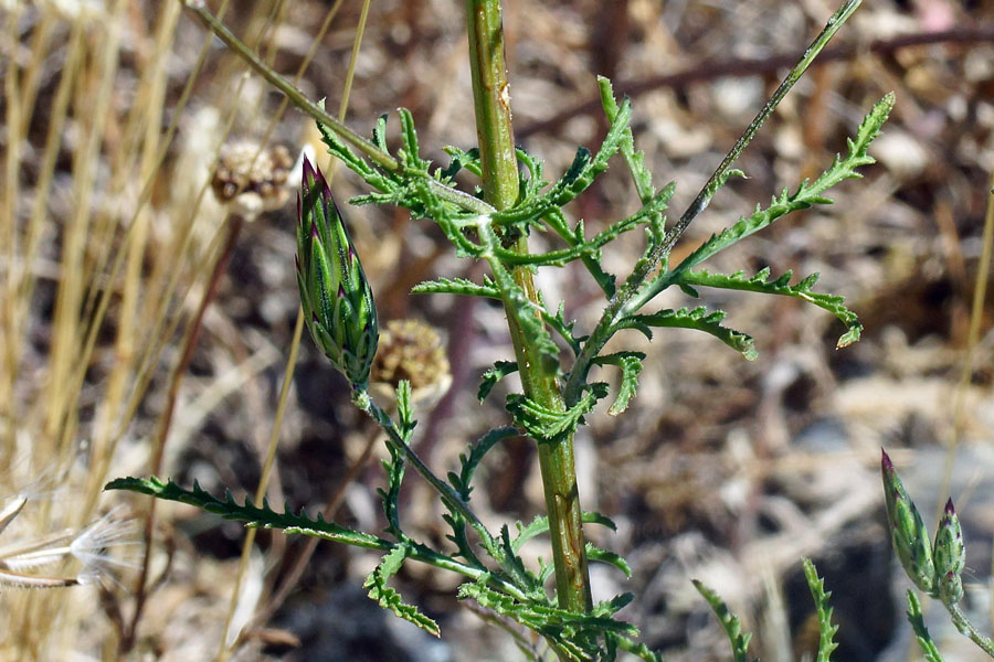 Crupina crupinastrum / Crupina mediterranea